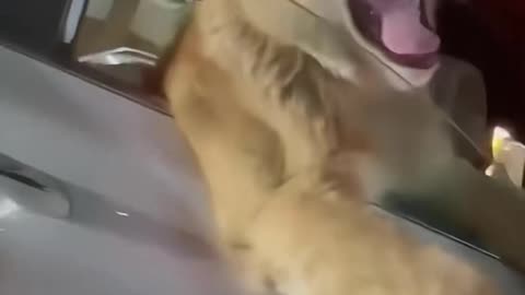 Funny cat