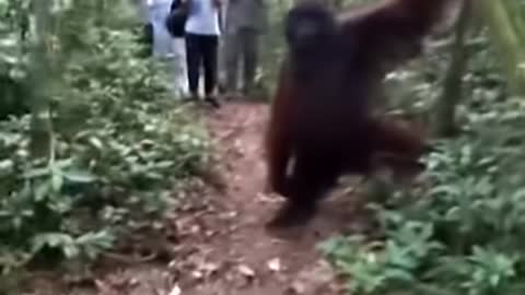 Orangatan chases tourist in Vietnam jungle