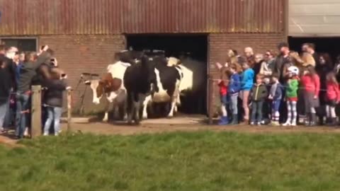 Cows jump for joy after seeing the grass for the first time in 6 months..🐄😍