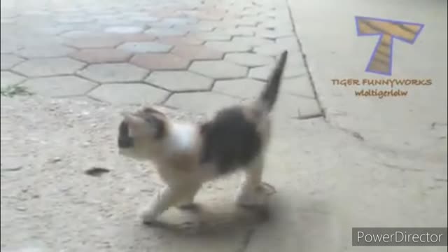 Funniest cats video 2022 #50