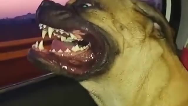 Bull Mastiff disfruta de un paseo en auto de un modo gracioso
