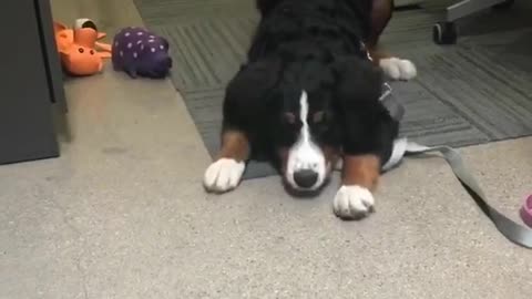 Black dog barking at spinning fidget spinner