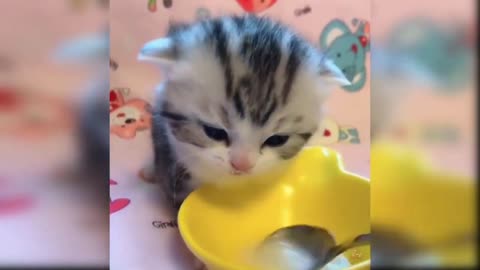 baby funny cat