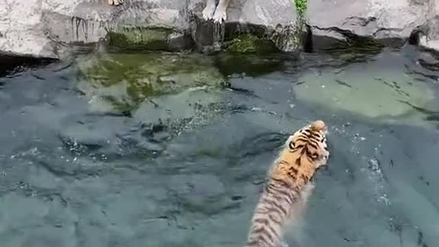 Real Tigers 😟😟