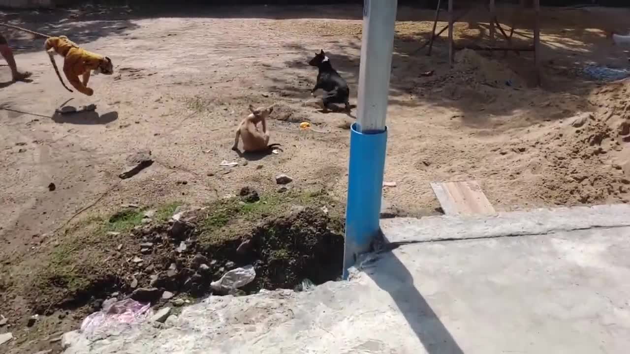 commedy fake tiger VS dogs