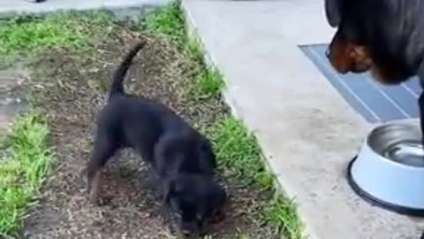 Rottweiler Mom And Son Argue funny
