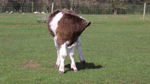 What a beauty of calf