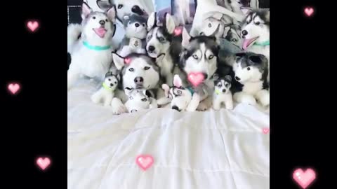 Can you find out where the real husky is