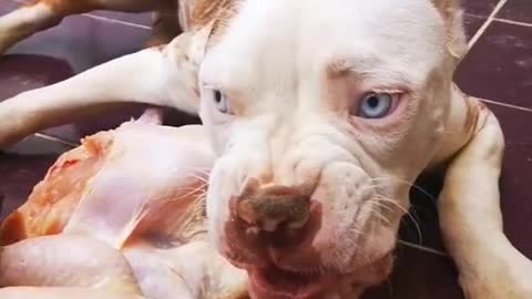 Pitbull eating chicken