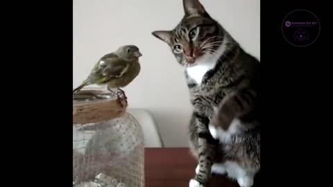 cat and bird best mate