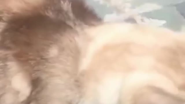 Funniest Cats video's