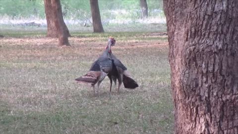 Turkey Fight Club