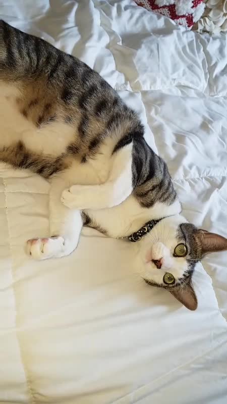 Who wants a belly rub??