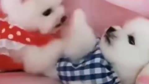 Cut dogs try to finght and Play