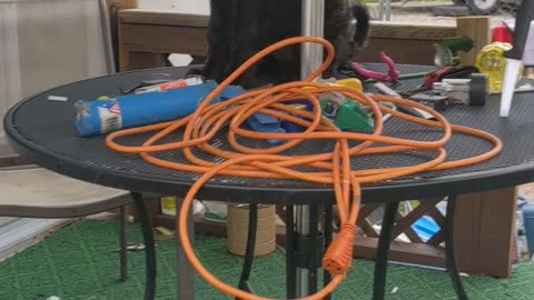 Labradoodle on a table