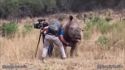 Those guys are crazy! PRANKING LIONS