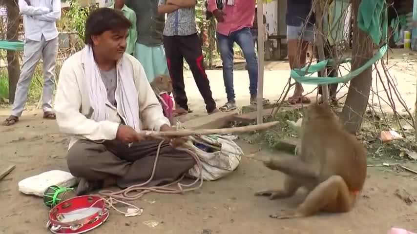This is not dancing ,POOR Monkeys!!!