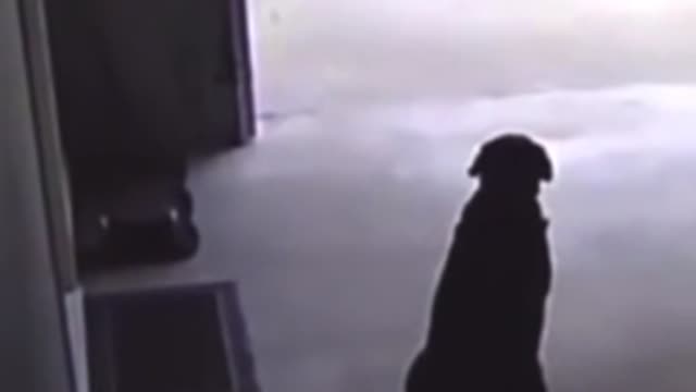 Boy runs in neighbors garage to hug dog