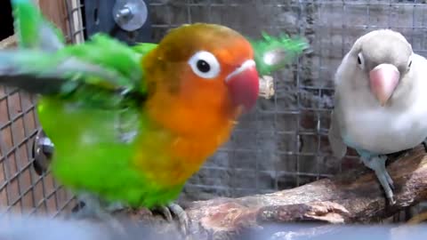 love birds mating dance