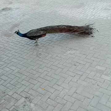 hog viral TikTok video #shorts #peacock #viral #trending #tiktok #reels