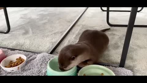 otter