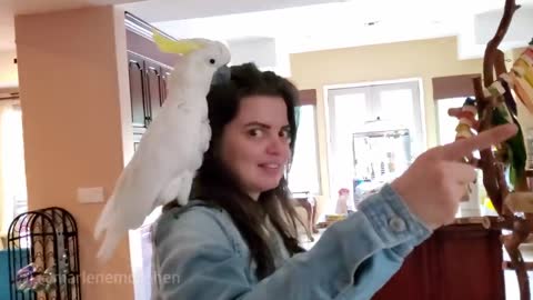 My Talking Parrot Screams, "Bye" at CVS Employees! Then DEMANDS to go to bed! (SUBTITLES)