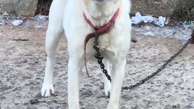 Jindo dog pretending not to know the owner's call