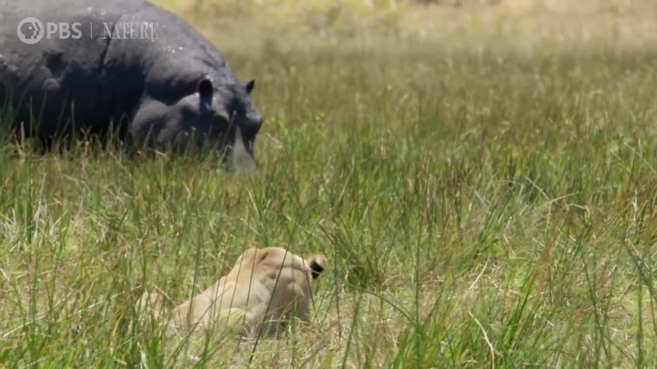 Hippos Battle Lions and Hyenas Over Carcass