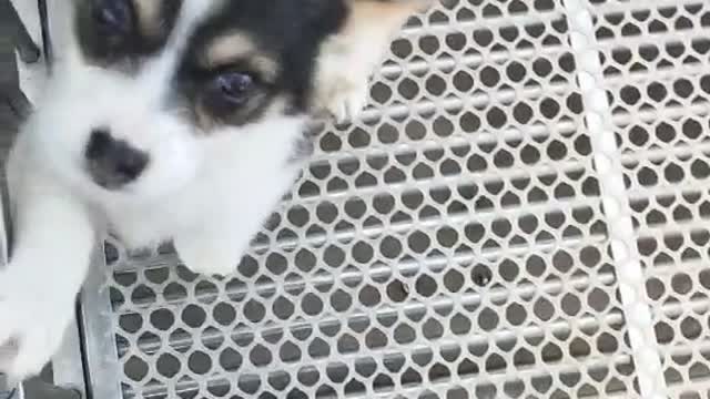 two cute puppies