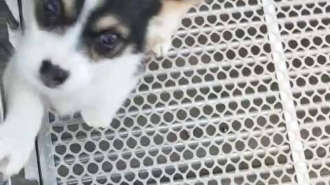 two cute puppies