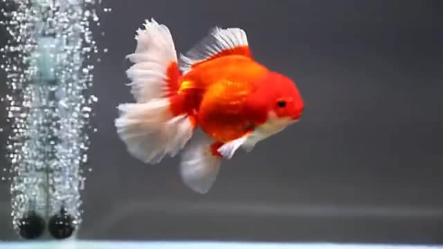 Goldfish kingdom Beautiful oranda coll