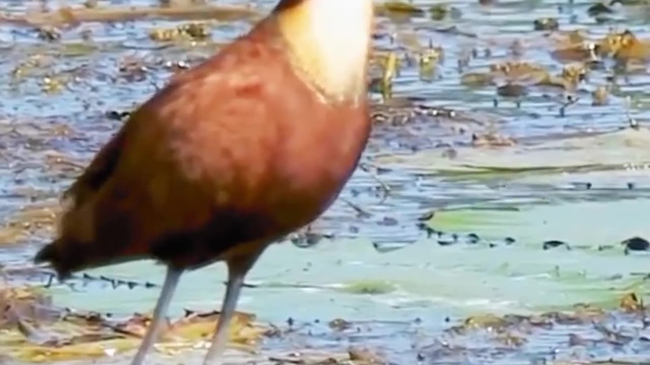 Bird with many legs
