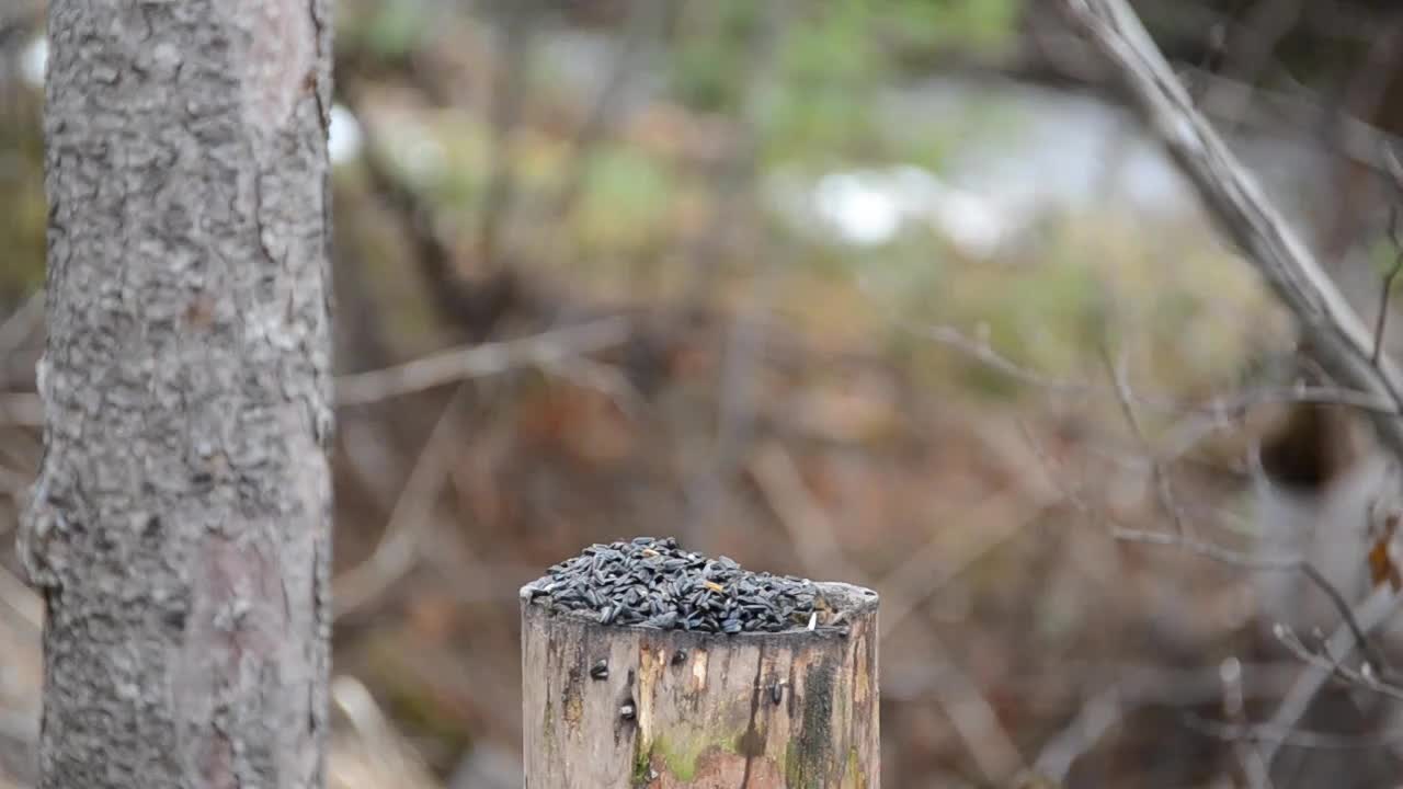 Black Capped Chickadees