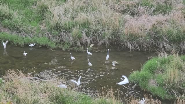 Japanese crane, red-crowned crane