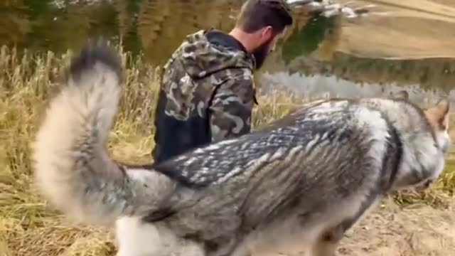 Wolf with me . Nature video