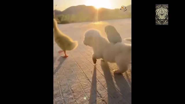 AWW SO FUNNY😂😂 Dogs And Cats Reaction
