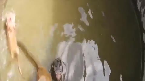 TWO MONKEYS FALL iNTO THE wALL