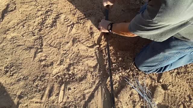 Planting Fruit Trees on the Homestead