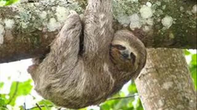 El Peresozo / The Costa Rican Sloths