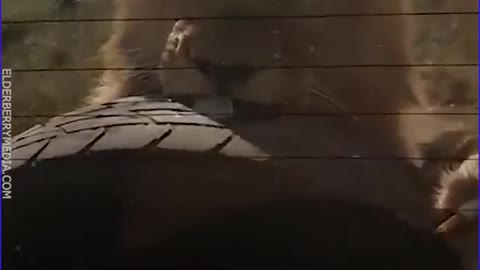 Memorable moments in safari,,,WOW