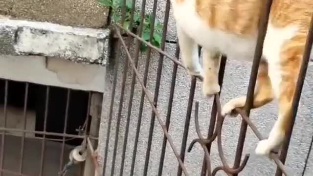 cat walk Never before in the history of such a walk in the history of CAT