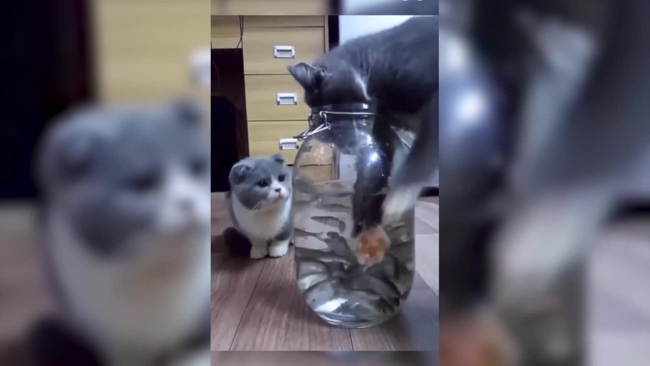 A variety of disruptive cats