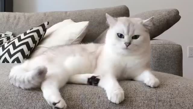 Cat funny video।।