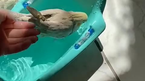 Happy Cockatiel It's Bathtime 🤗 🤗