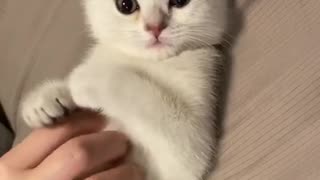 Kitten fall into sleep after relaxing belly rubs lol