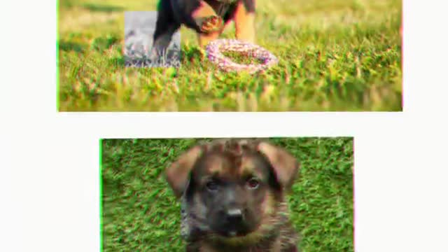 r Vs German shepherd 🔥🔥🔥 attitude WhatsApp status #short video