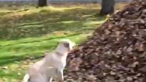 Funny 🐕 dogs video || funny animals pets video || #short #funnypets #dogs #funnydogs