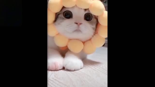 cute cat/funny pet