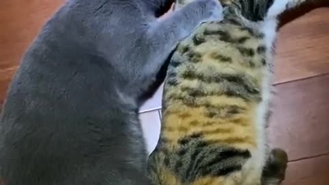 My male cat is teasing a female, so cute