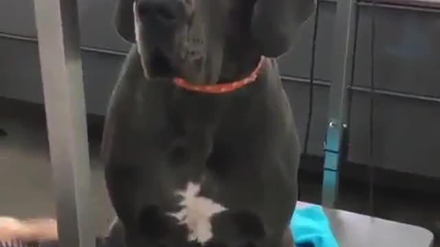 THE GREAT DANE Dog Video 198 - Great Dane Compilation - Tallest Dog in The World